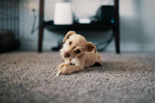 The Best Rugs For Pets