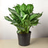Chinese Evergreen 'Silver Bay' - 10 Pot by House Plant Shop