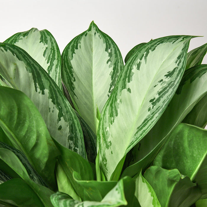 Chinese Evergreen 'Silver Bay' - 10" Pot by House Plant Shop