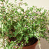 Thyme Herb 'Lemon' - 4 Pot by House Plant Shop
