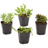 150 Pack Plastic Square Plant Pots for Seedlings, 2.6 Inches, Black by Plugsus Home Furniture