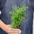 3 Tropical Plant Variety Bundle by House Plant Shop