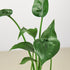 Alocasia 'Tiny Dancer' - 4 Pot by House Plant Shop