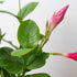 Dipladenia Premier Hot Pink by House Plant Shop