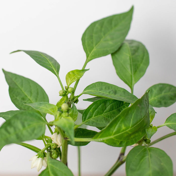 JALAPENO PEPPER by House Plant Shop