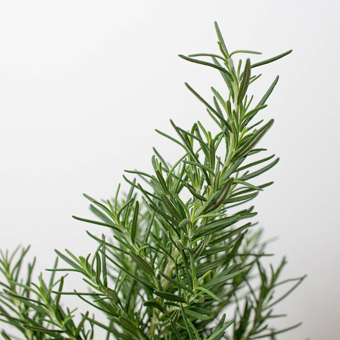 Rosemary Herb 'Tuscan Blue' - 4" Pot by House Plant Shop
