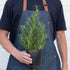 Rosemary Herb 'Tuscan Blue' - 4 Pot by House Plant Shop