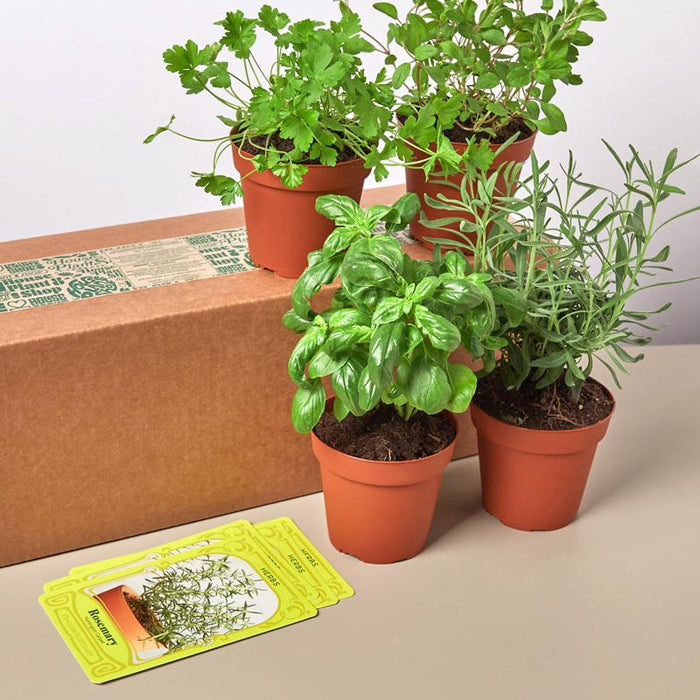Herb Bundle - 4 Pack by House Plant Shop
