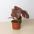 Begonia 'Exotica' by House Plant Shop