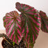 Begonia 'Exotica' by House Plant Shop