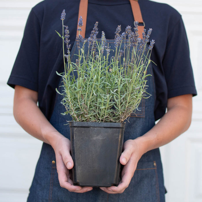 English Lavender - 6 Pot by House Plant Shop