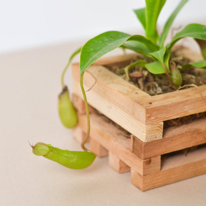 Carnivorous 'Monkey Cup' Mini Basket by House Plant Shop