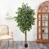 6' Ficus Silk Tree by Nearly Natural