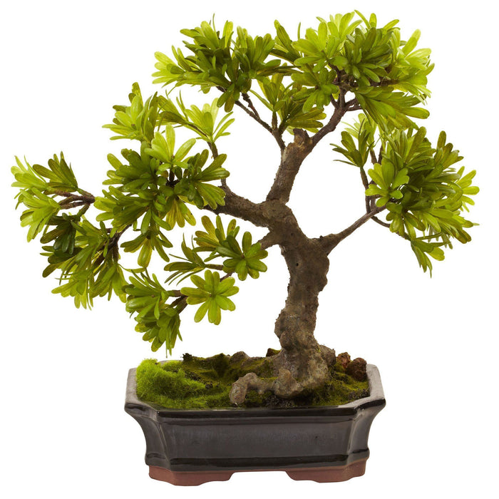 Podocarpus w/Mossed Bonsai Planter by Nearly Natural