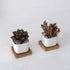 Geometric Succulent Planter (2pc) by Living Simply House