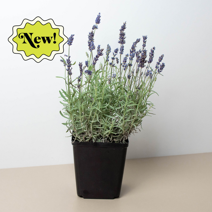 English Lavender - 6 Pot by House Plant Shop