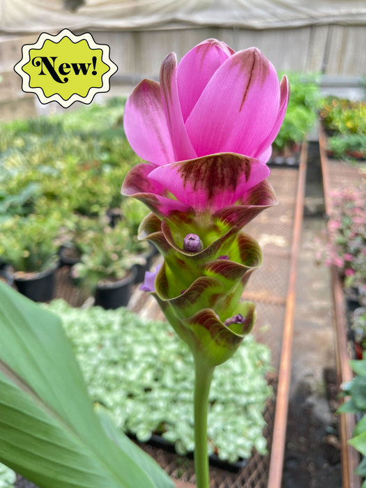 Curcuma Alismatifolia 'Siam Tulip' - 6" by House Plant Shop