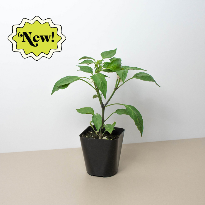 JALAPENO PEPPER by House Plant Shop