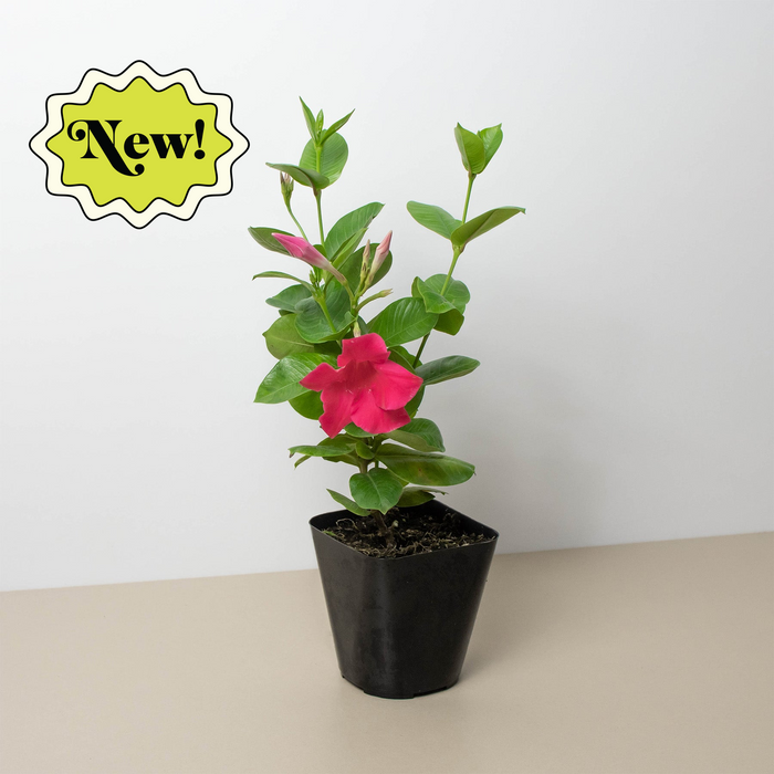 Dipladenia Premier Hot Pink by House Plant Shop