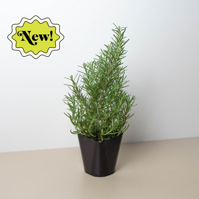 Rosemary Herb 'Tuscan Blue' - 4" Pot by House Plant Shop