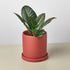 Matte Finish Cylinder Planter with Saucer by House Plant Shop