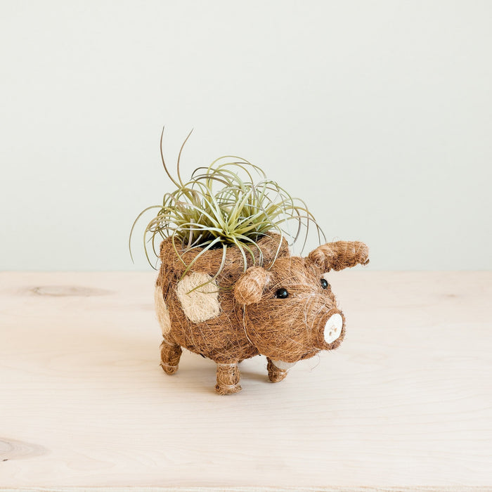 Baby Pig Succulent Pot - Handmade Planters | LIKHÂ by LIKHÂ