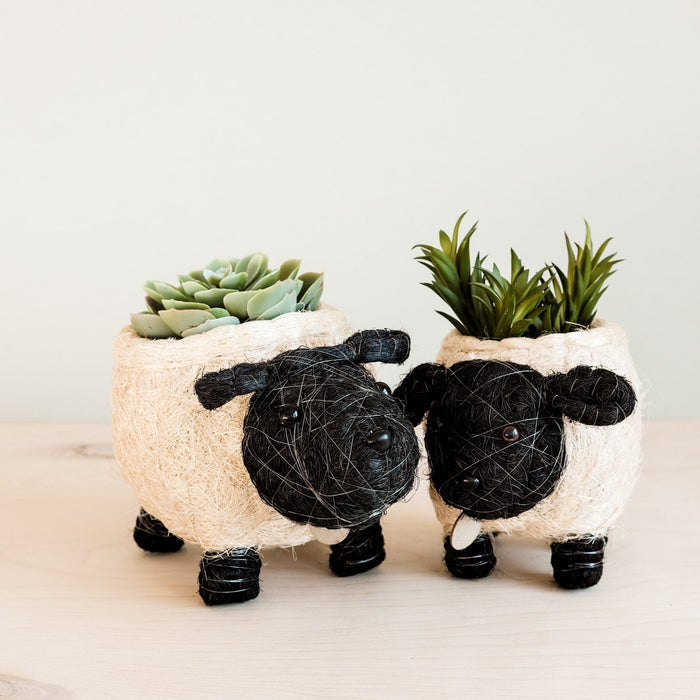 Baby Sheep Planter - Coco Coir Pots | LIKHÂ by LIKHÂ