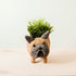French Bulldog Planter - Coco Coir Pots | LIKHÂ by LIKHÂ