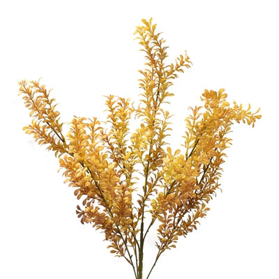 24 Boxwood Bush - Golden by Thenestedfig